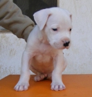 Cachorro de Dogo Argentino macho - mejor precio | unprecio.es