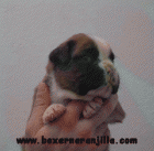 Cachorros boxer hijos del multi. Campeón Mirco de Rincomar - mejor precio | unprecio.es