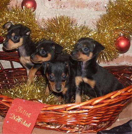 Camada Mini Pincher,¡Regala vida en Navidad