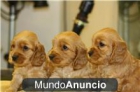Cocker Excelentes Lineas Dorados Con 2 meses Genetica y buen Caracter - mejor precio | unprecio.es