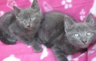 Dos ruso-blue-gatitos encantadores que buscan casa - mejor precio | unprecio.es