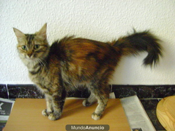 ENCONTRADA GATA PERDIDA O ABANDONADA