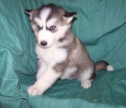 HUSKY SIBERIANO - CACHORROS DE COLOR NEGRO Y BLANCO Y OJOS AZULES - mejor precio | unprecio.es