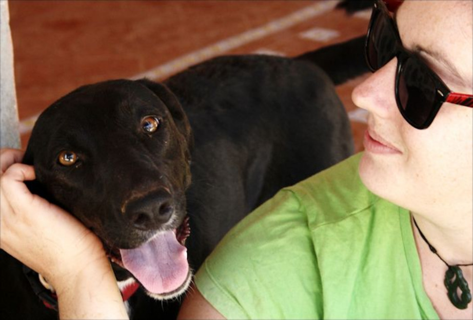 LEELA, cruce de labrador en adopción