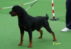 ROTTWEILER DE ROTACAN - mejor precio | unprecio.es