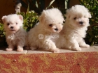se venden los mejores cachorros de bichon maltes - mejor precio | unprecio.es