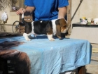 Ultimo cachorro de Basset Hound - mejor precio | unprecio.es