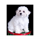 Unicos Navidad cachorros Bichon Frise gratis - mejor precio | unprecio.es