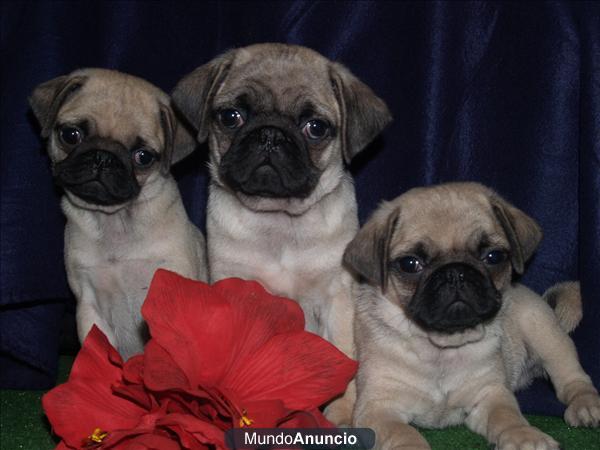 Cachorros de Carlino, ¡increíbles y simpáticos