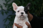 Bulldog frances en Castellon CON PEDIGREE-135 - mejor precio | unprecio.es