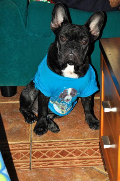 Bulldog Francés para Monta