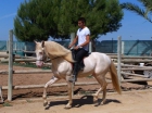 En venta caballo lusitano en alicante - mejor precio | unprecio.es