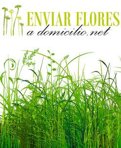 Flores y Plantas para Regalar
