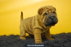 magnificos cachorros de Shar pei con magnifica arruga y pedigree - mejor precio | unprecio.es