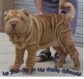 sharpei camada linea americana sobretipados genetica azul
