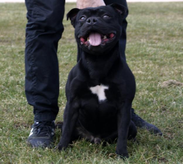 staffordshire bull terrier