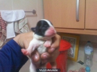 venta de camada de bulldog frances en san fernando - mejor precio | unprecio.es