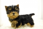 Yorkshire Toy -- Cachorros de Calidad -- 1,5kg Maximo de ADULTO - mejor precio | unprecio.es