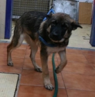 CACHORRITA 5 MESES X PASTOR ALEMAN ABANDONADA - mejor precio | unprecio.es