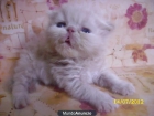 GATOS PERSA - mejor precio | unprecio.es
