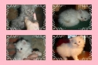 lindos gatitos persas x solo 200 - mejor precio | unprecio.es