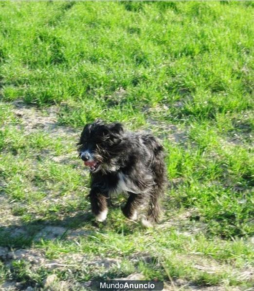 Regalo perro Pastor Vasco!!