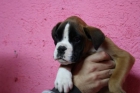 URGE VENTA BOXER IMPRESIONANTE PEDIGREE - mejor precio | unprecio.es