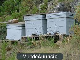 Vendo Colmenas