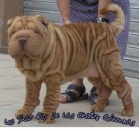 vendo impresionantes cachorros sharpei - mejor precio | unprecio.es