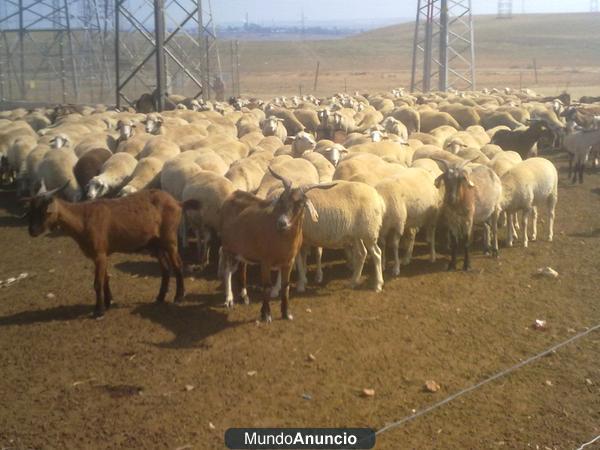 VENDO OVEJAS MERINAS Y CABRAS SERRANAS DE MONTE