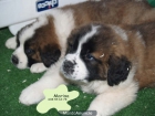 ¡San Bernardo,cachorros a muy buen precio! - mejor precio | unprecio.es