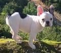 Bulldog frances cachorros