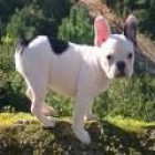 Bulldog frances cachorros - mejor precio | unprecio.es