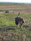 camada de basset hound - mejor precio | unprecio.es