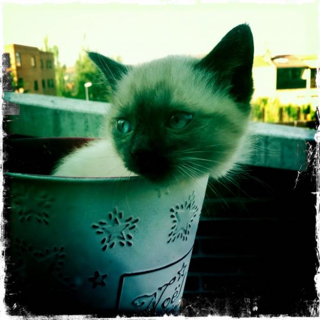 gatito en adopcion, persa, tabby, siames
