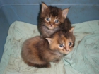 Gatos maine coon - mejor precio | unprecio.es