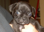 Bulldog frances macho y hembra 650€ con pedigri - mejor precio | unprecio.es