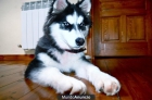 busco hembra husky para monta - Madrid - mejor precio | unprecio.es