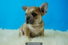 Cachorros de Bulldog frances, excelentes perritos - mejor precio | unprecio.es