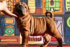 Cachorros disponibles shar-pei - mejor precio | unprecio.es