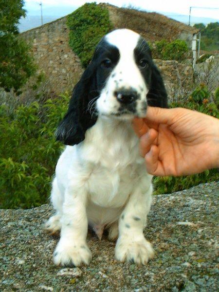 Cocker Spaniel Inglés, últimos cachorros