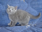 Disponibles British shorthair desde 500 con pedigree - mejor precio | unprecio.es