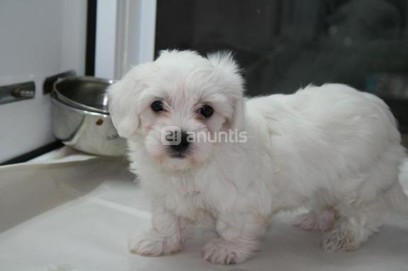 EXCELENTES CACHORRITOS DE BICHON MALTES