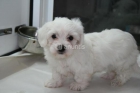 EXCELENTES CACHORRITOS DE BICHON MALTES - mejor precio | unprecio.es