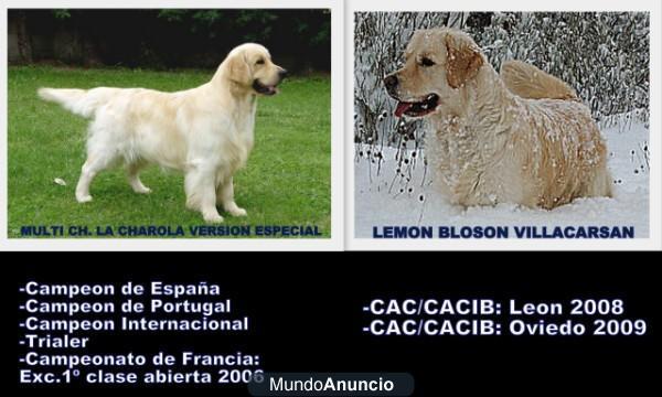 GOLDEN RETRIEVER.EXCELENTE CAMADA