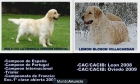 GOLDEN RETRIEVER.EXCELENTE CAMADA - mejor precio | unprecio.es