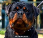 NUEVAS Y EXCELENTES CAMADAS DE ROTTWEILER - mejor precio | unprecio.es