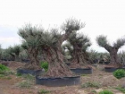 Olivos centarios - mejor precio | unprecio.es