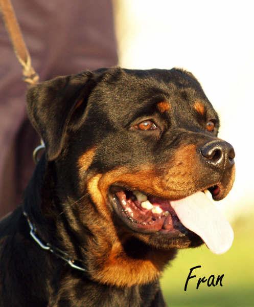 ROTTWEILER CACHORROS