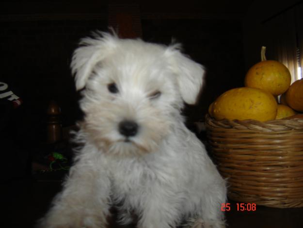schnauzer mini